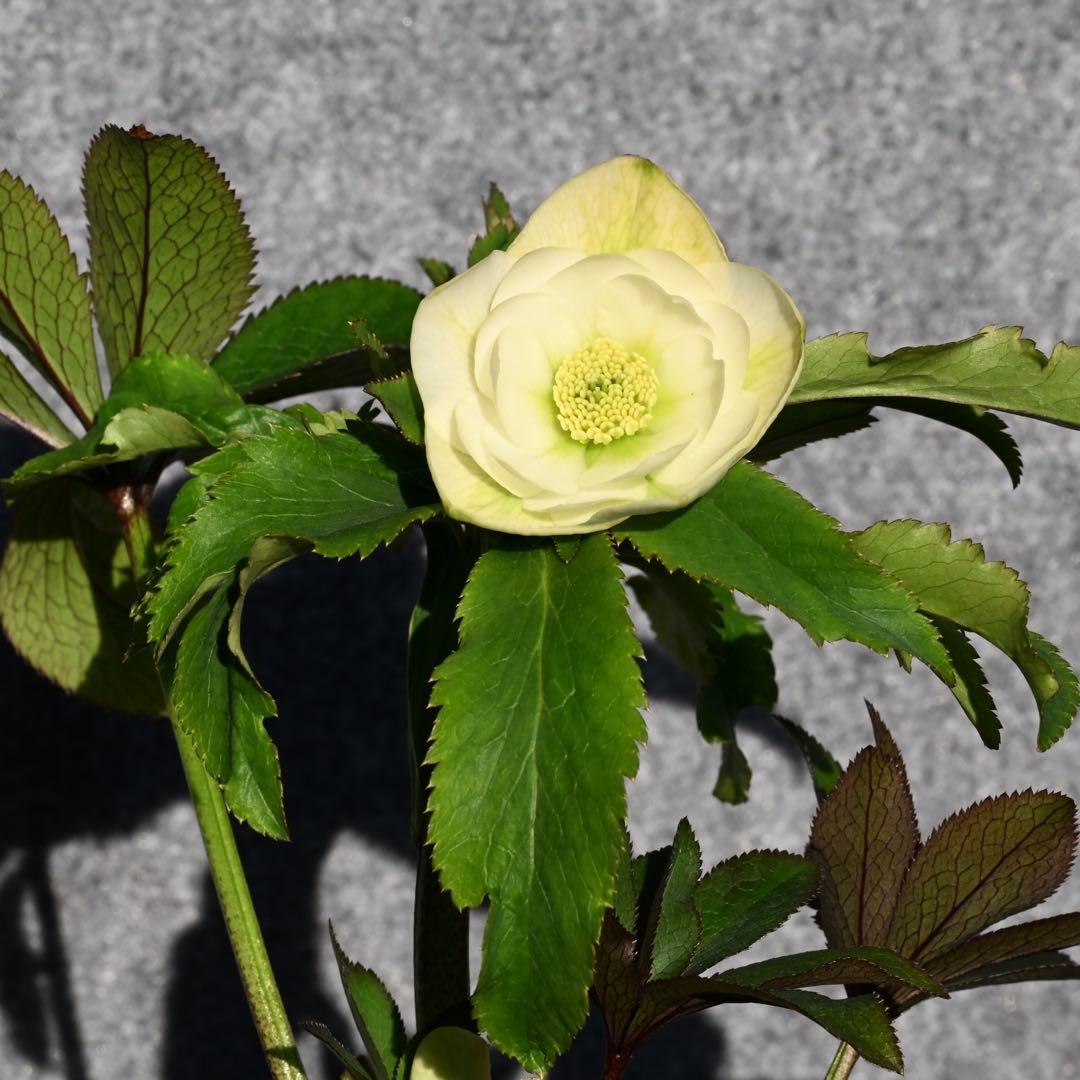 クリスマスローズ グロスホワイトダブル（グロッシー） 開花株