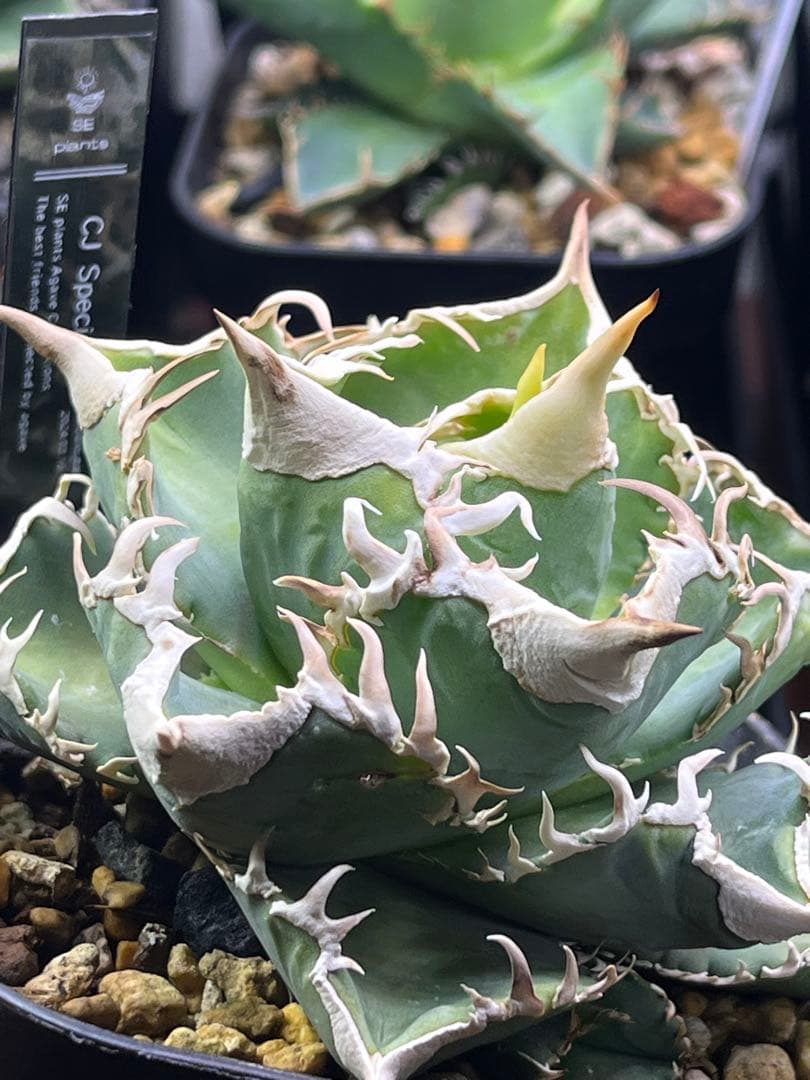 アガベ チタノタ　CJ Special CJスペシャル