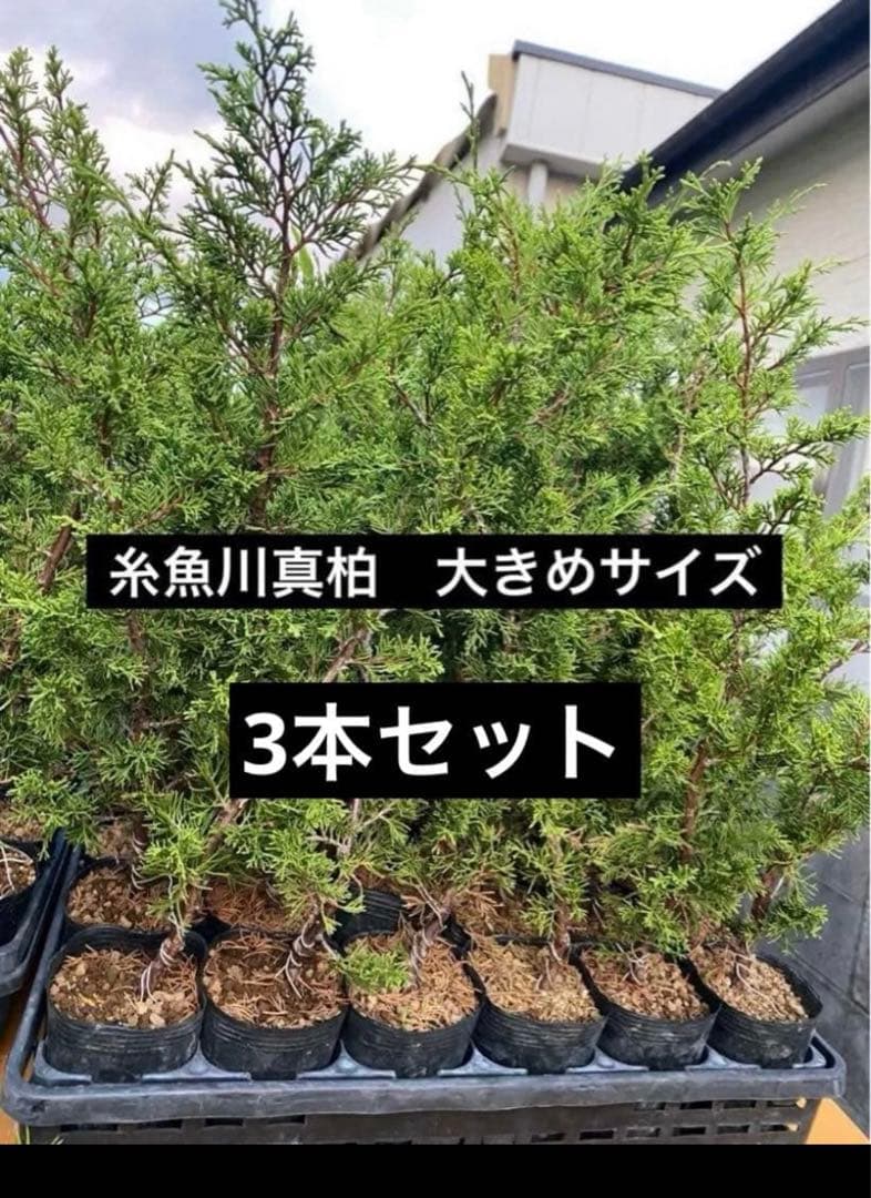 糸魚川真柏　高さ50〜60cm 素材 3本のみ