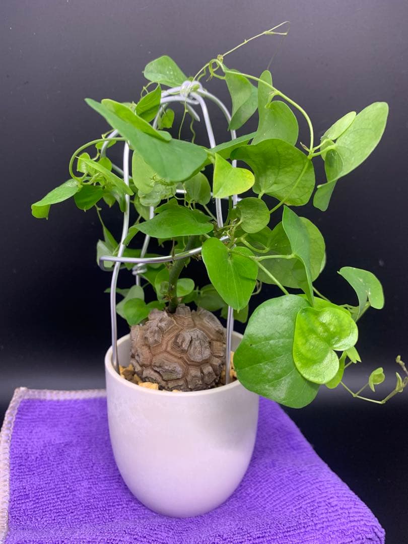 亀甲竜、仕立て株！③