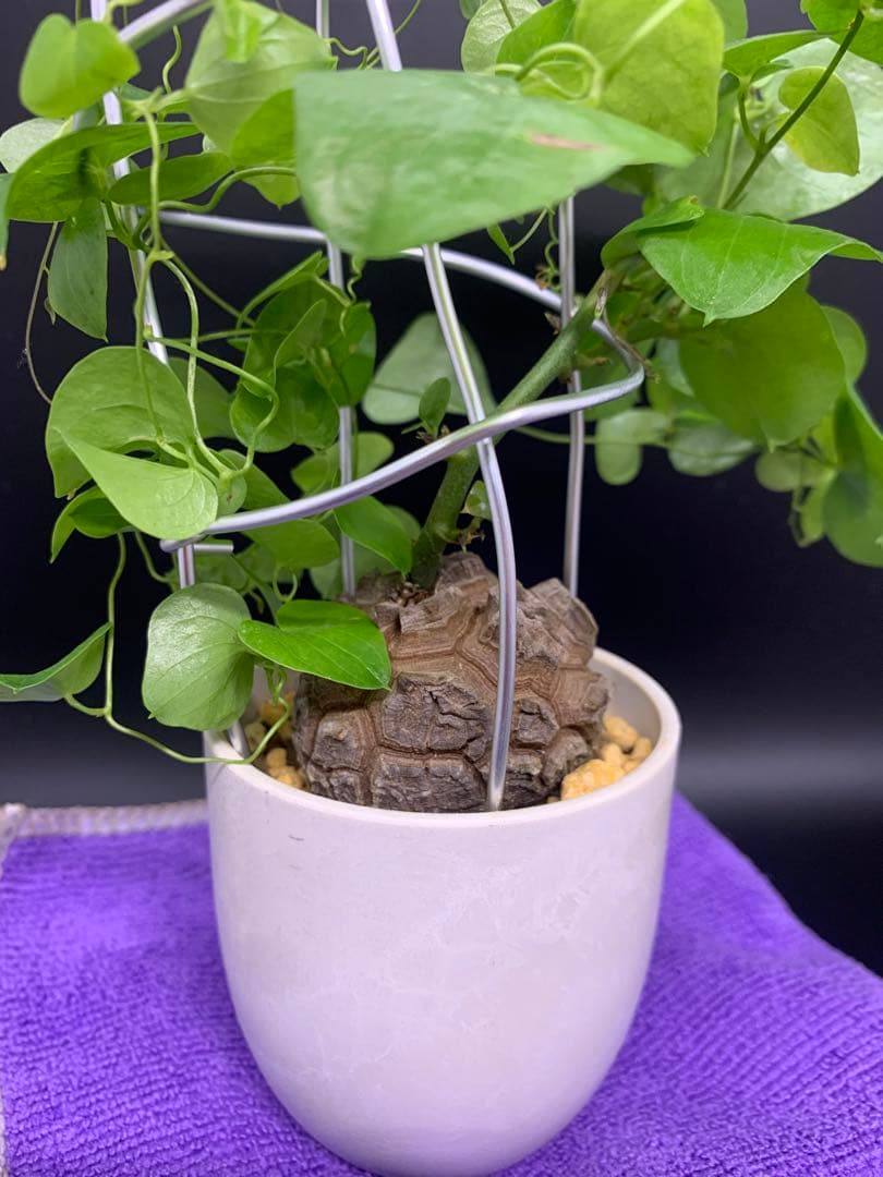 亀甲竜、仕立て株！③