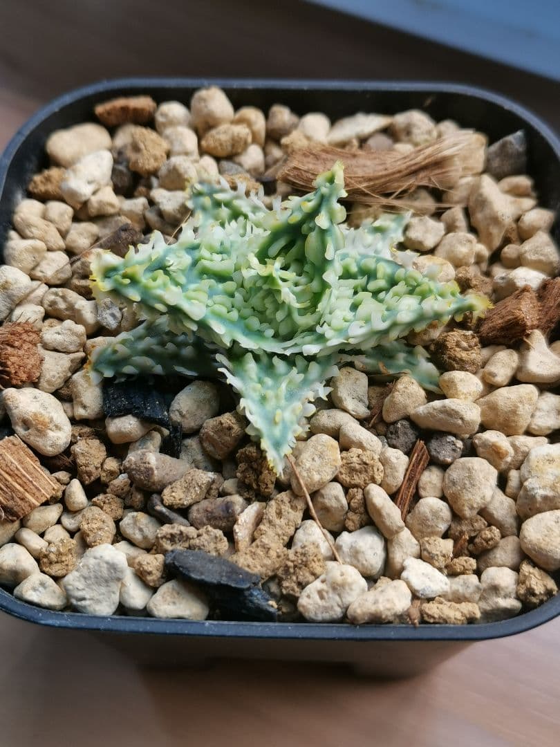 ア*き様 アロエハイブリッド　コダマ子株