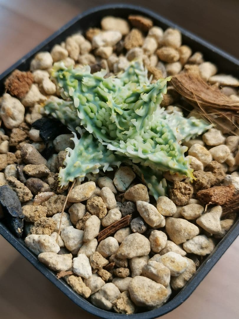 ア*き様 アロエハイブリッド　コダマ子株