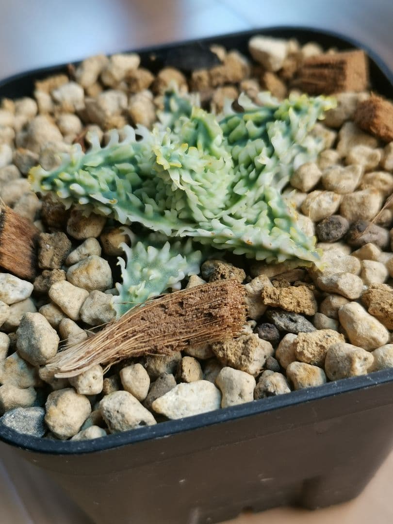 ア*き様 アロエハイブリッド　コダマ子株