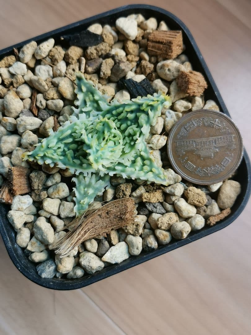 ア*き様 アロエハイブリッド　コダマ子株