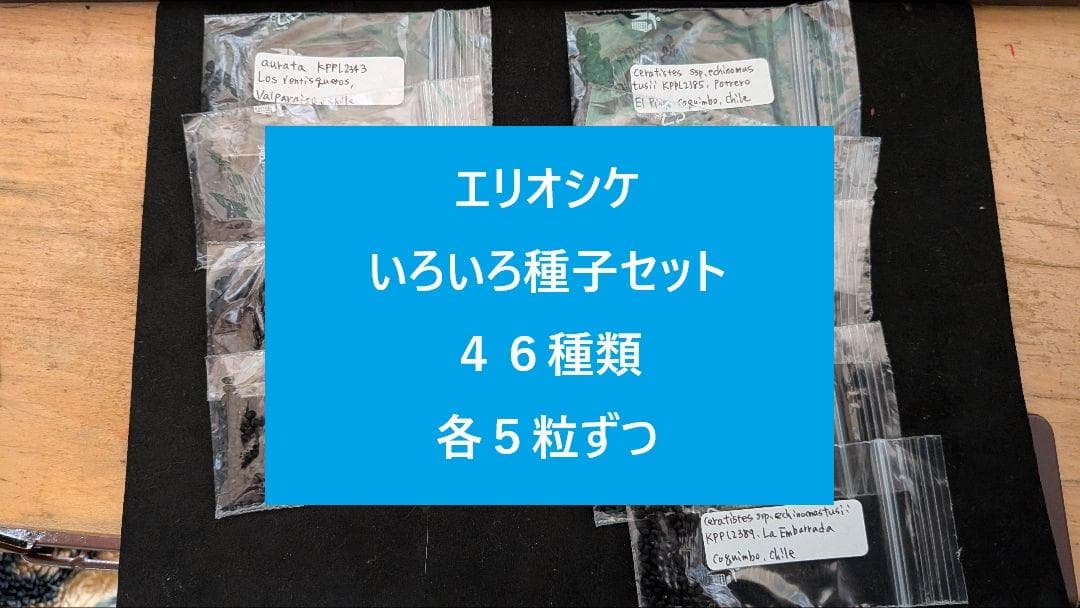 エリオシケ　いろいろ種子セット　４６種類　各５粒ずつ