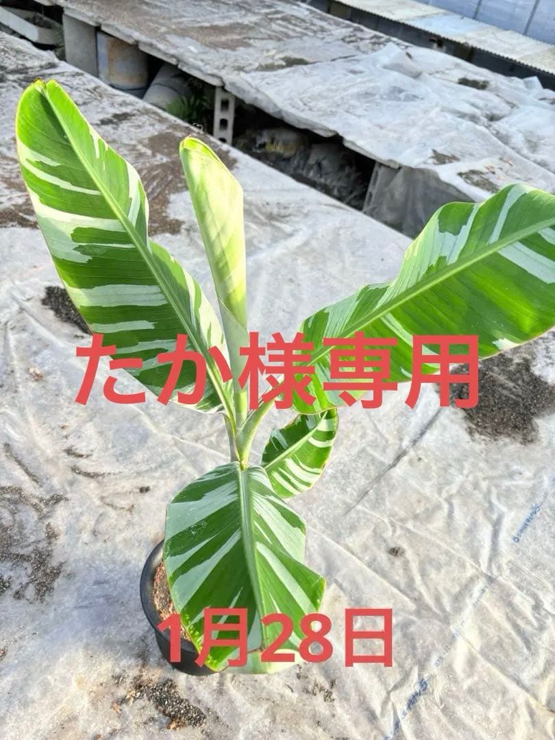 バナナ斑入り　アエアエ