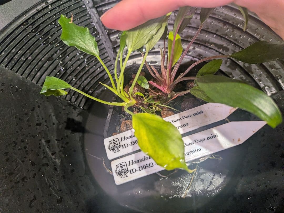 Homalomena sp. Aceh Daya mini 2株 正規タグ付き