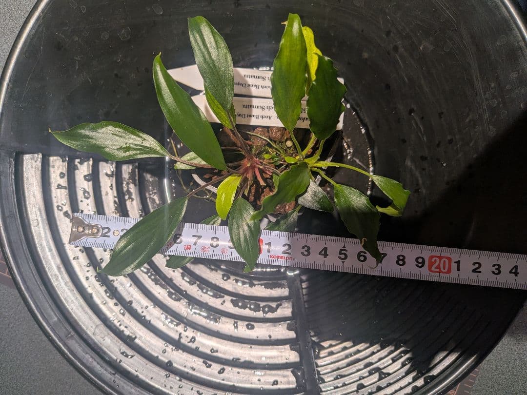 Homalomena sp. Aceh Daya mini 2株 正規タグ付き