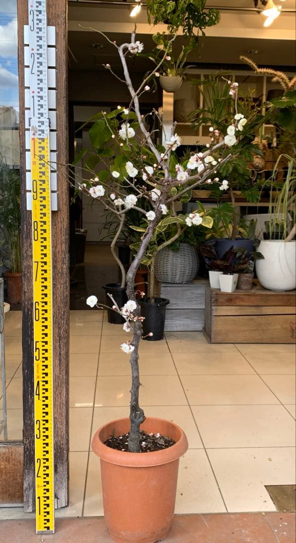 雲竜梅　ウンリュウバイ 8号 3