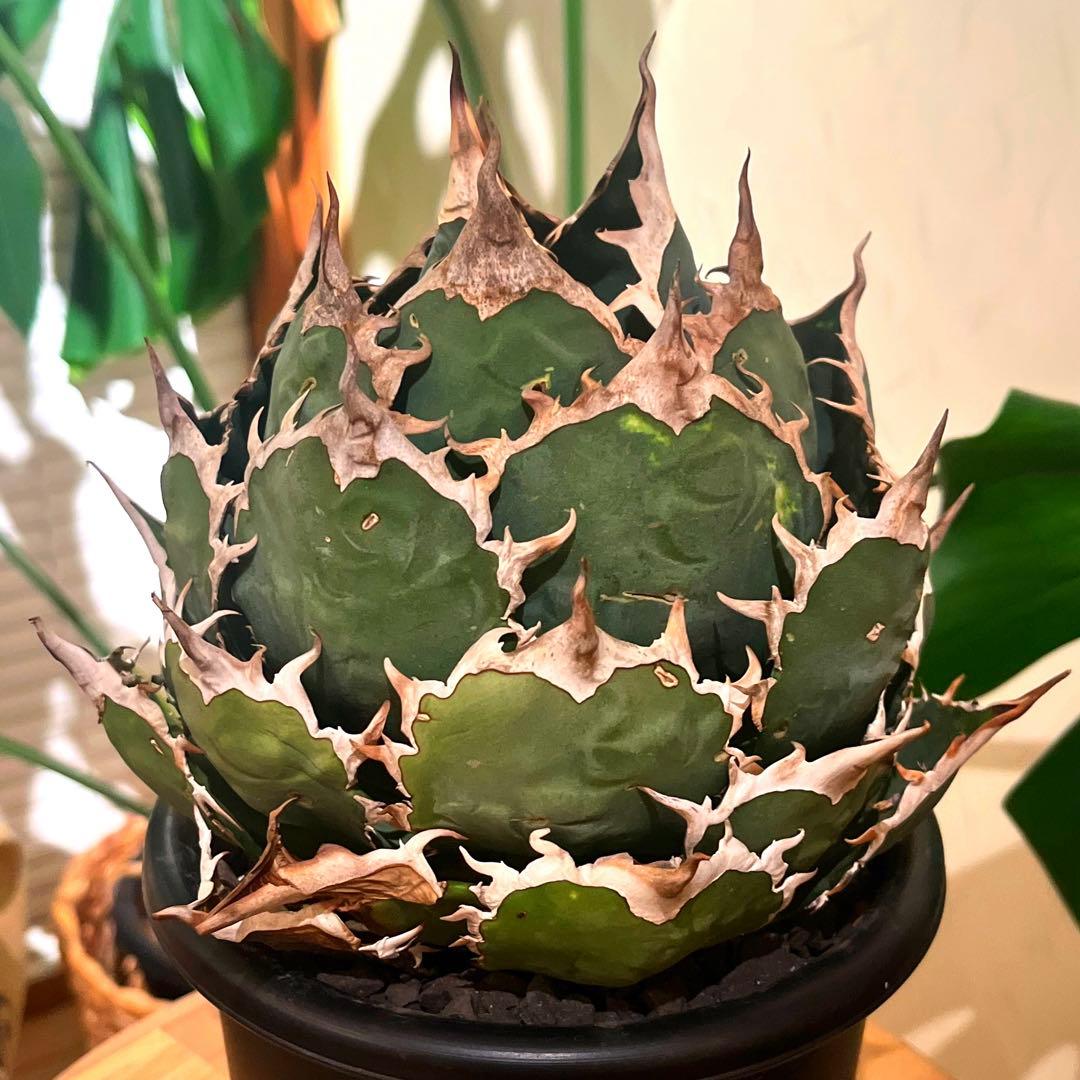 【期間限定値下げ】アガベ　ボールタイプ　大株