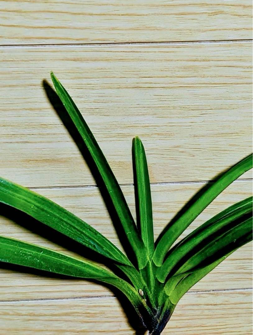 【リピーターさん注文品】富貴蘭「湖東錦」斑入り