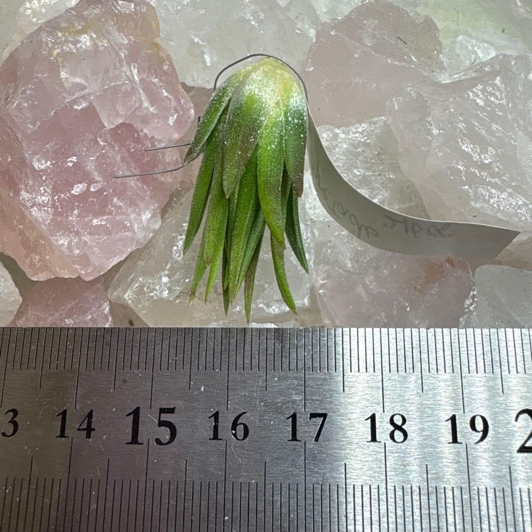 ブロメリア・エアープランツ Tillandsia Ionantha Apretado