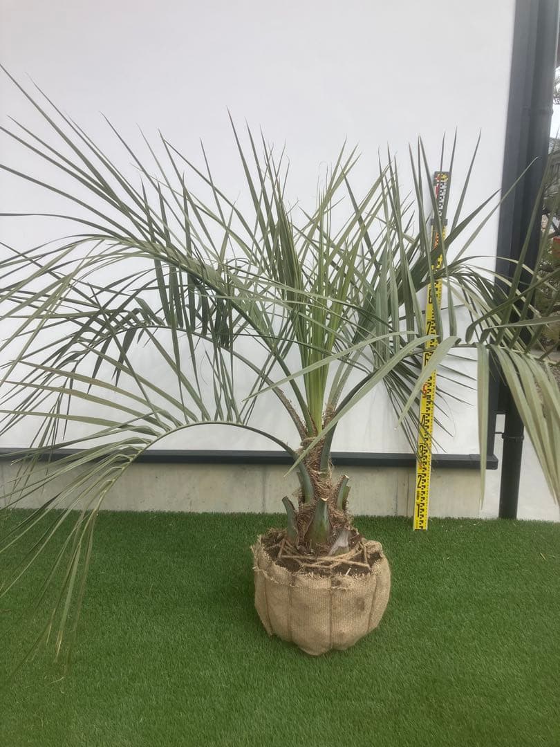 ココスヤシ　シルバーリーフ