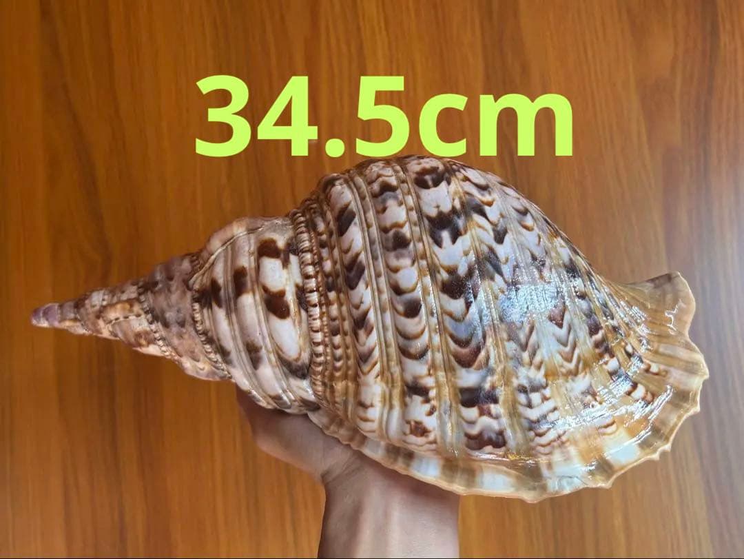 法螺貝34.5cm (直線32cm)