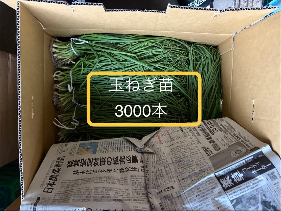 玉ねぎの苗(早生)