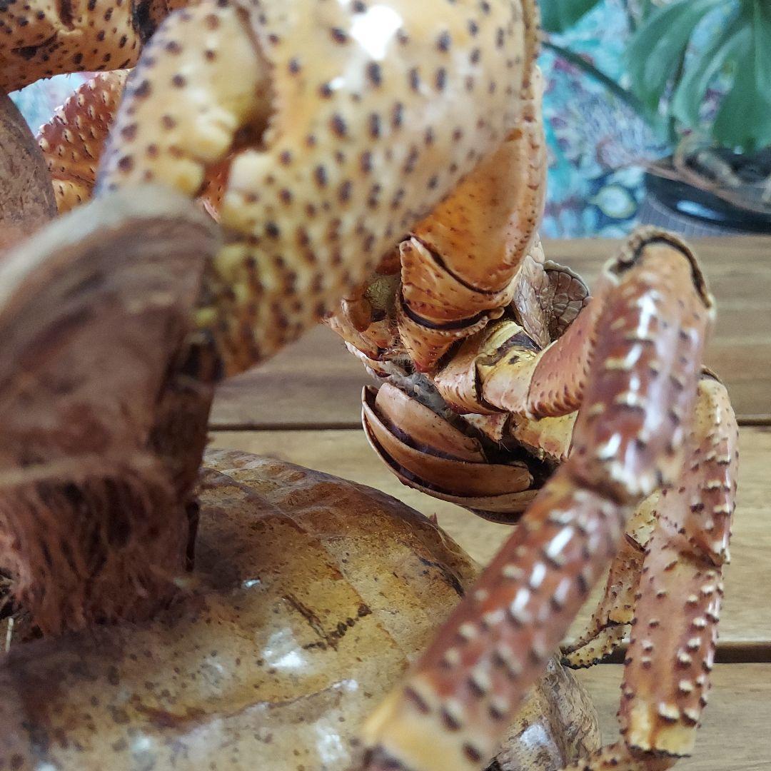 ハワイ　ヤシガニ剥製　ヤシガニとヤシノミ剥製
