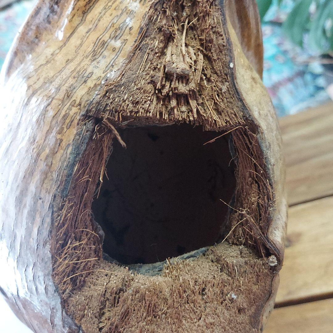 ハワイ　ヤシガニ剥製　ヤシガニとヤシノミ剥製