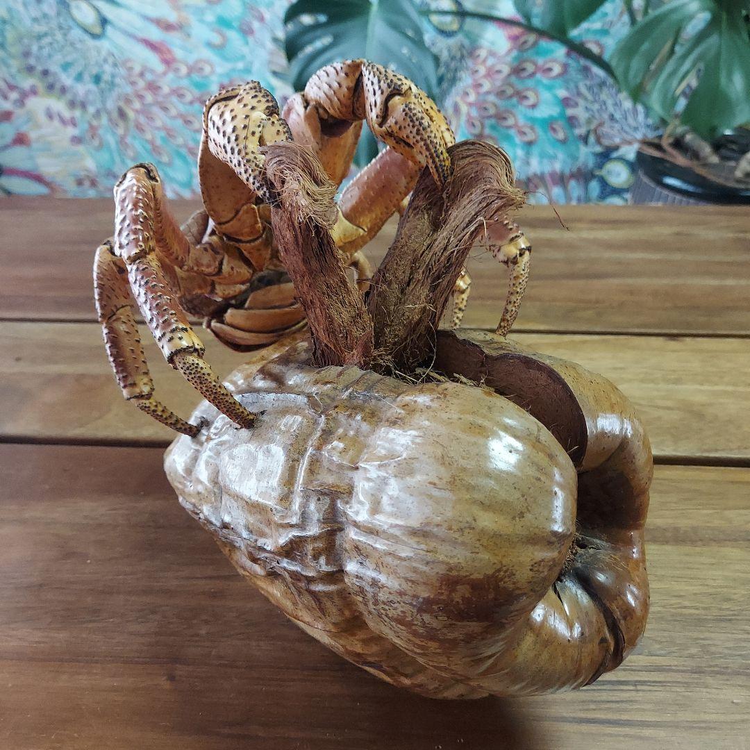 ハワイ　ヤシガニ剥製　ヤシガニとヤシノミ剥製