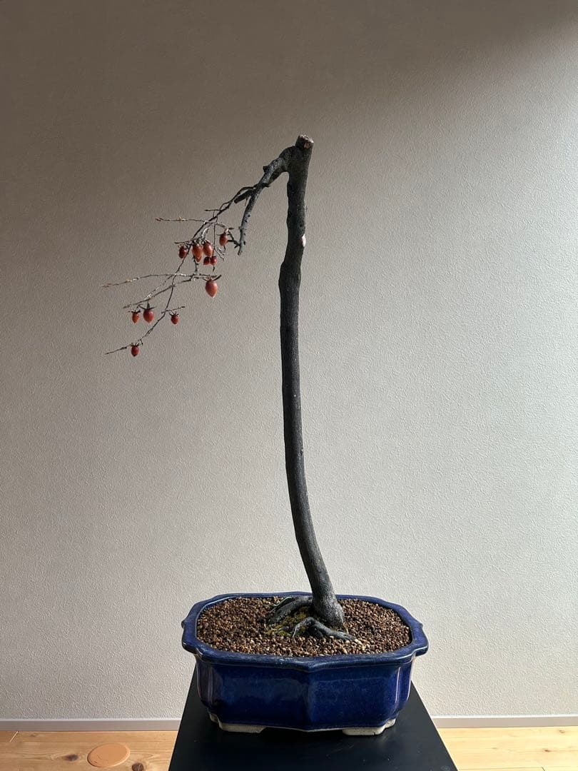 老爺柿　ロウヤガキ　盆栽　小実