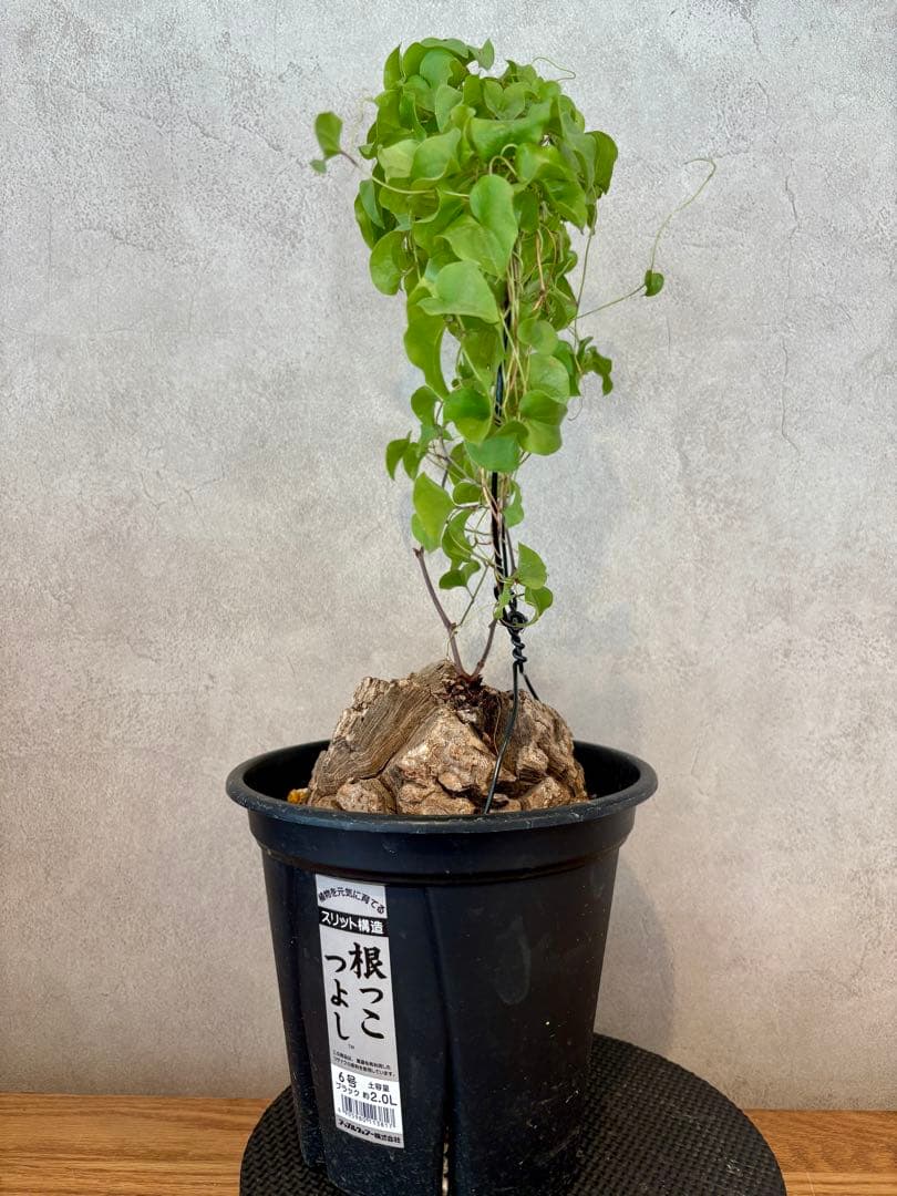 現地球 ディオスコレア・エレファンティペス（亀甲竜）塊根約13cm 良型