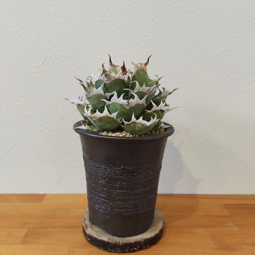 特選 チタノタ 姫厳竜 (シーザー パキポディウム グラキリス SRL )