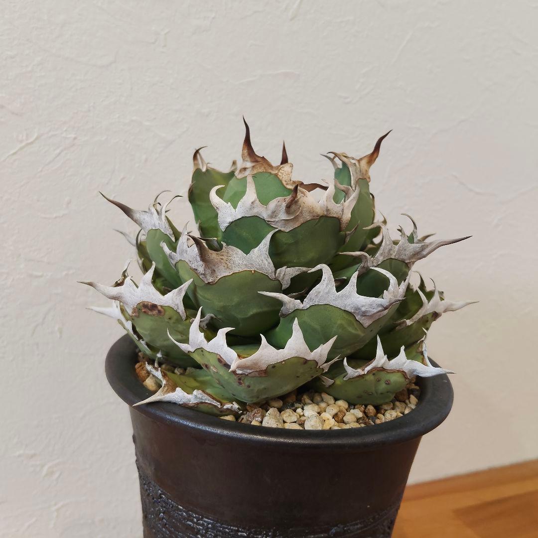 特選 チタノタ 姫厳竜 (シーザー パキポディウム グラキリス SRL )