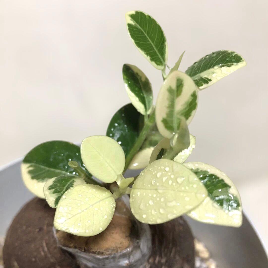 【大きめ 5号鉢】パンダ　ガジュマル　白葉　斑入り　接木