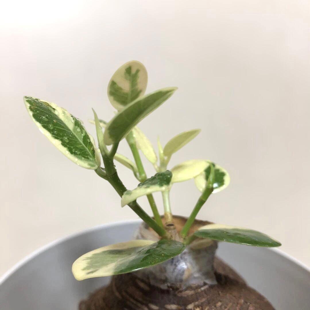 【大きめ 5号鉢】パンダ　ガジュマル　白葉　斑入り　接木