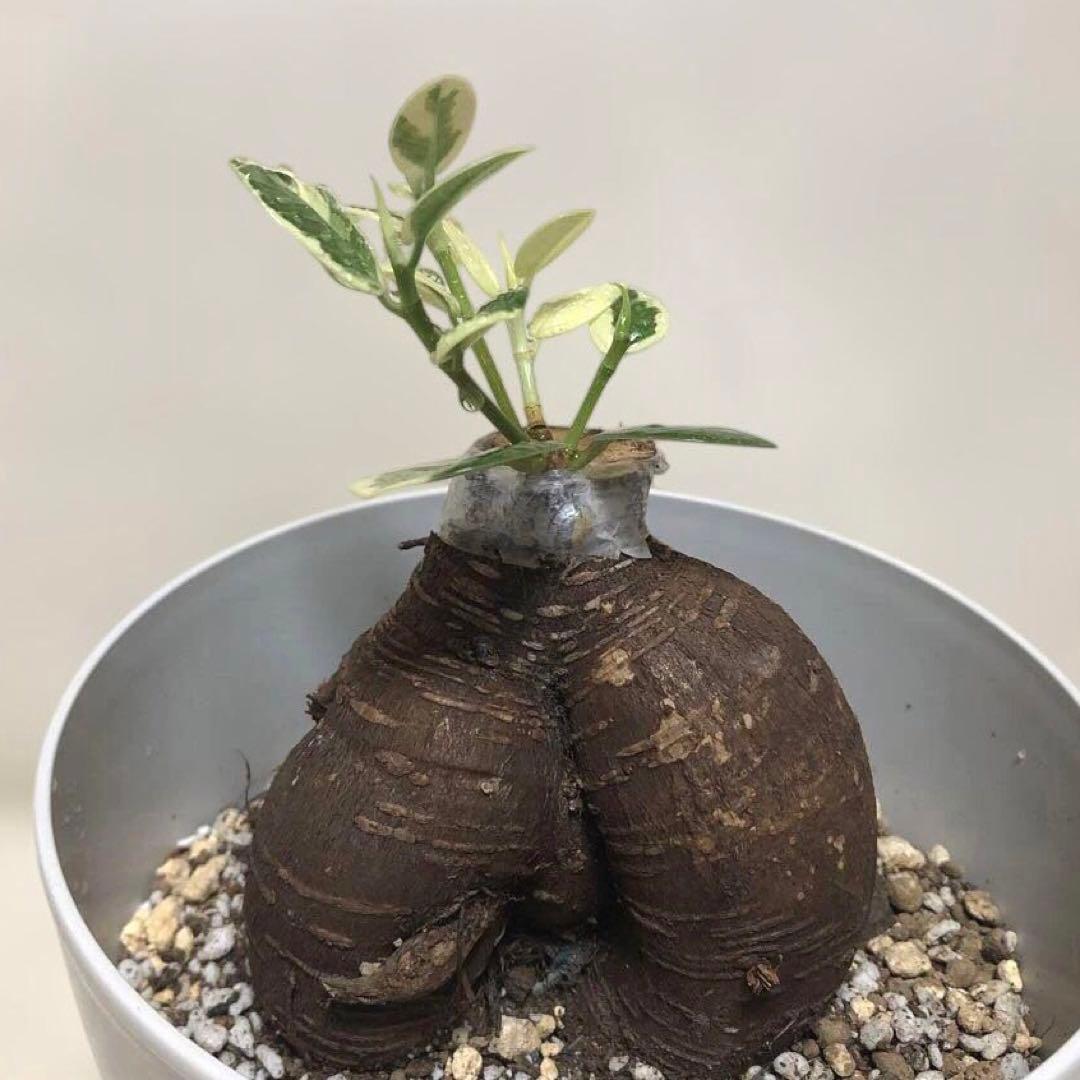 【大きめ 5号鉢】パンダ　ガジュマル　白葉　斑入り　接木