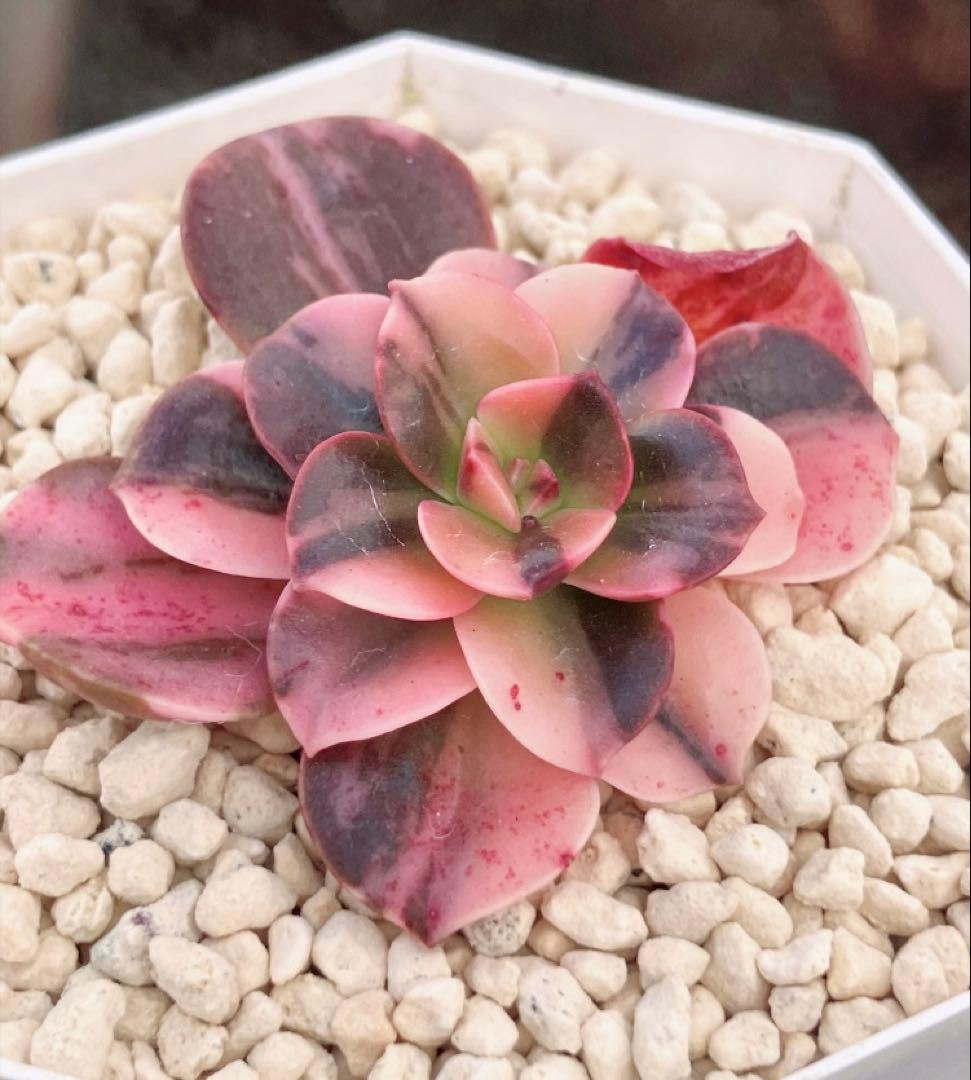 多肉植物　メラコ錦　未発根