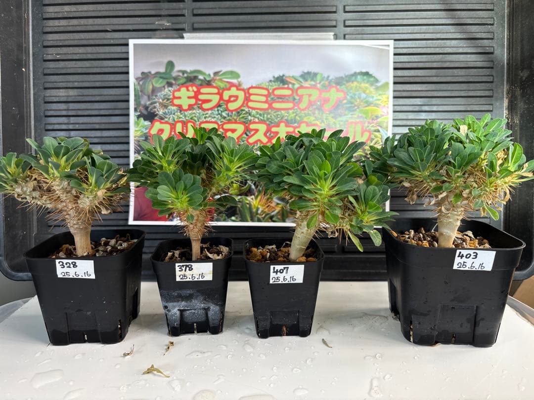 ユーフォルビアギラウミニアナ　No.328 378 403 407