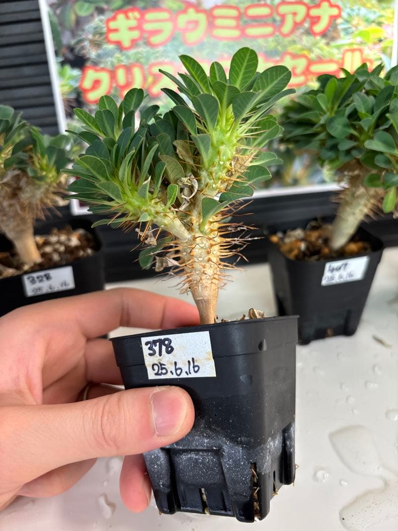 ユーフォルビアギラウミニアナ　No.328 378 403 407
