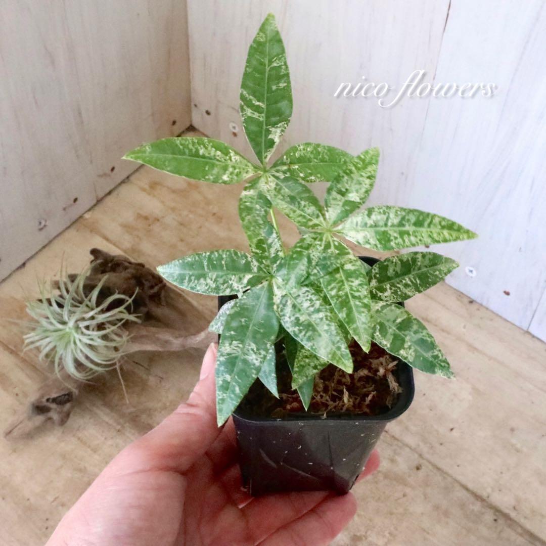 実生苗♡斑入り♡パキラ♡ミルキーウェイ♡希少♡