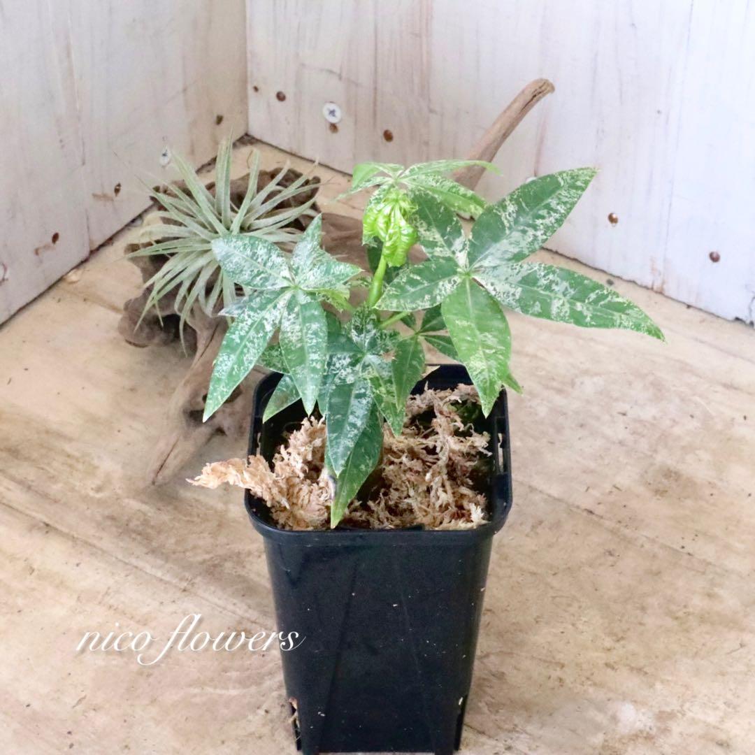 実生苗♡斑入り♡パキラ♡ミルキーウェイ♡希少♡