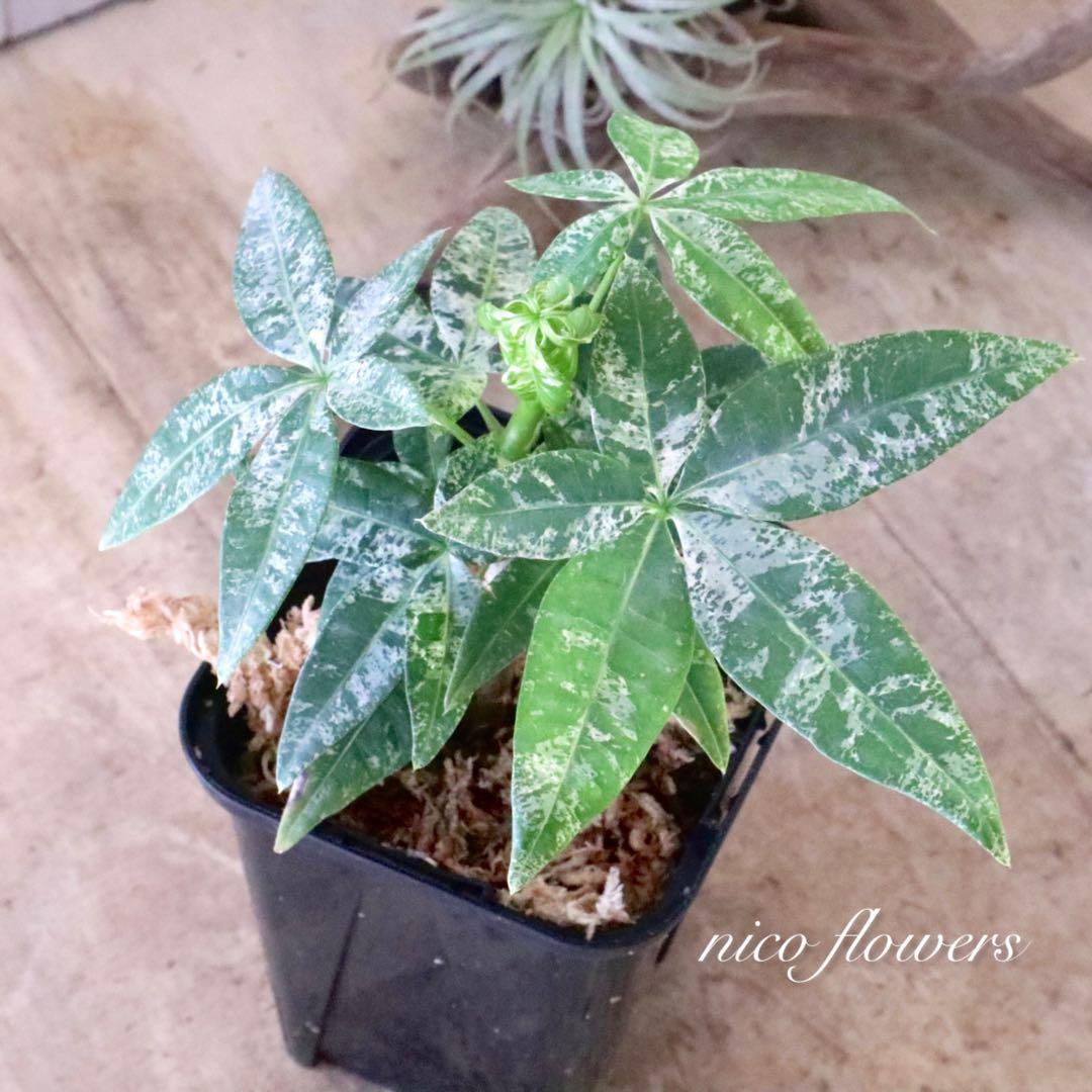 実生苗♡斑入り♡パキラ♡ミルキーウェイ♡希少♡