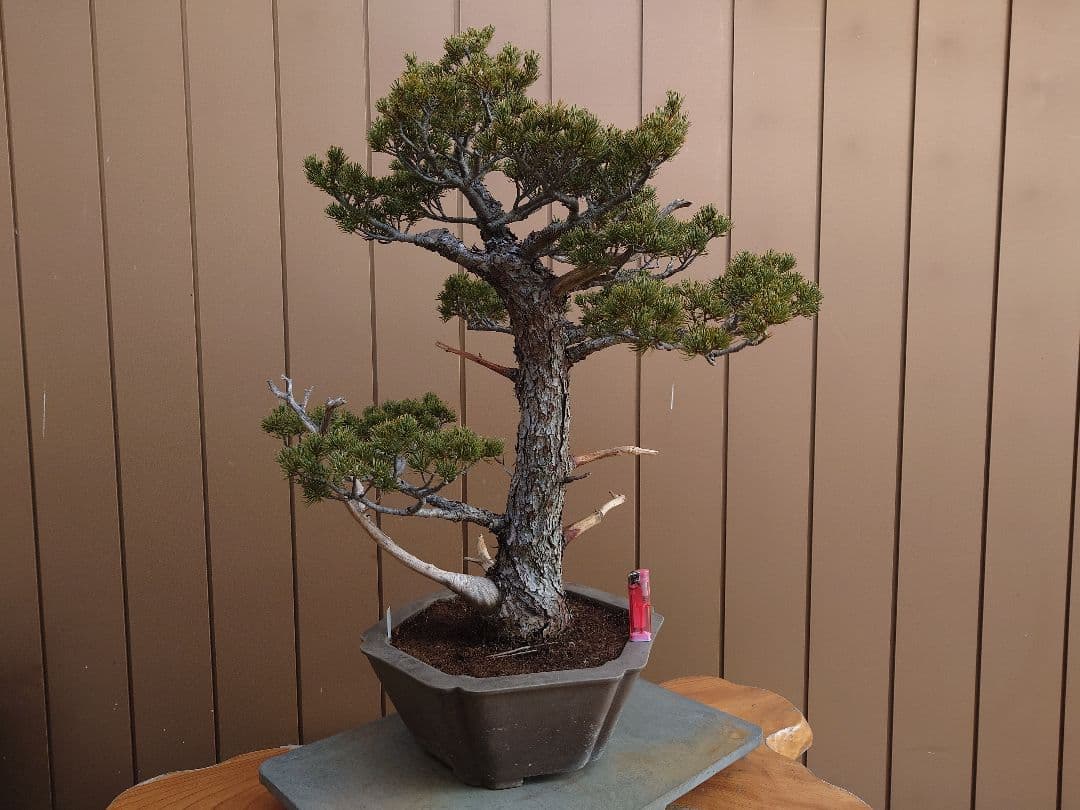 盆栽　瑞祥　五葉松　樹高69cm