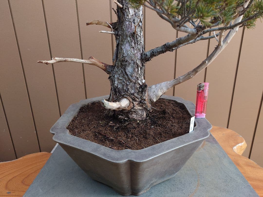 盆栽　瑞祥　五葉松　樹高69cm