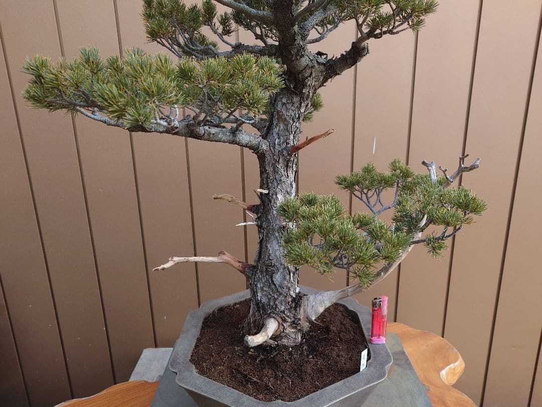 盆栽　瑞祥　五葉松　樹高69cm