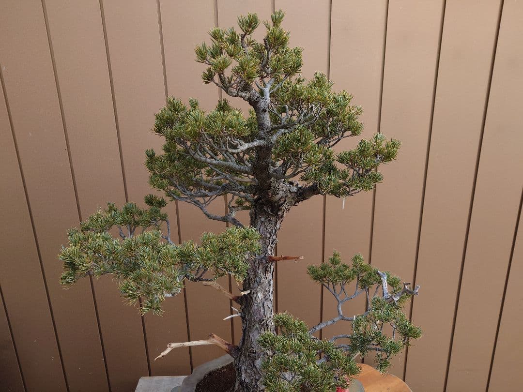 盆栽　瑞祥　五葉松　樹高69cm