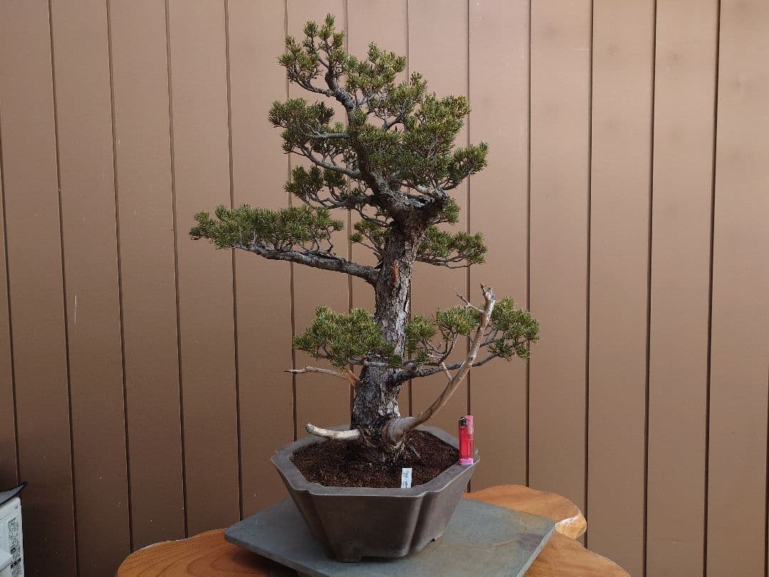 盆栽　瑞祥　五葉松　樹高69cm