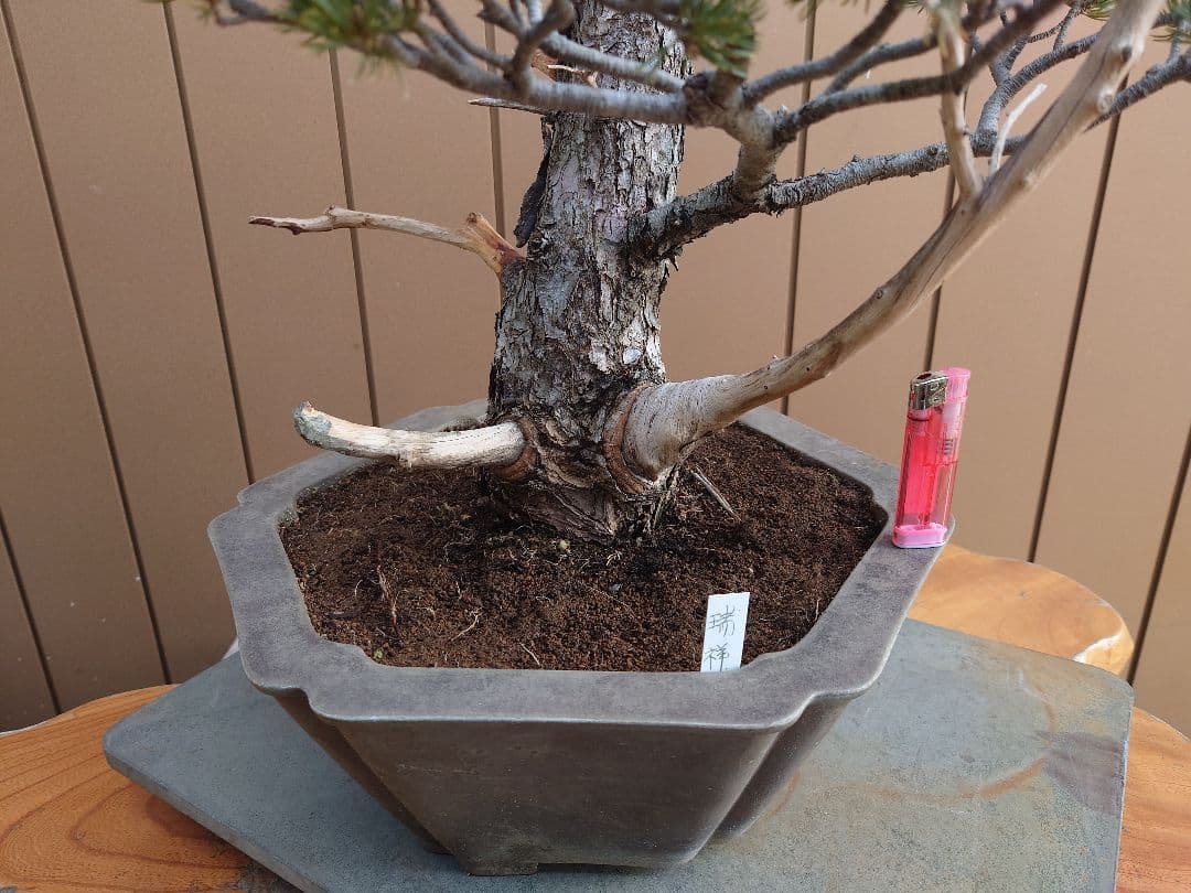 盆栽　瑞祥　五葉松　樹高69cm