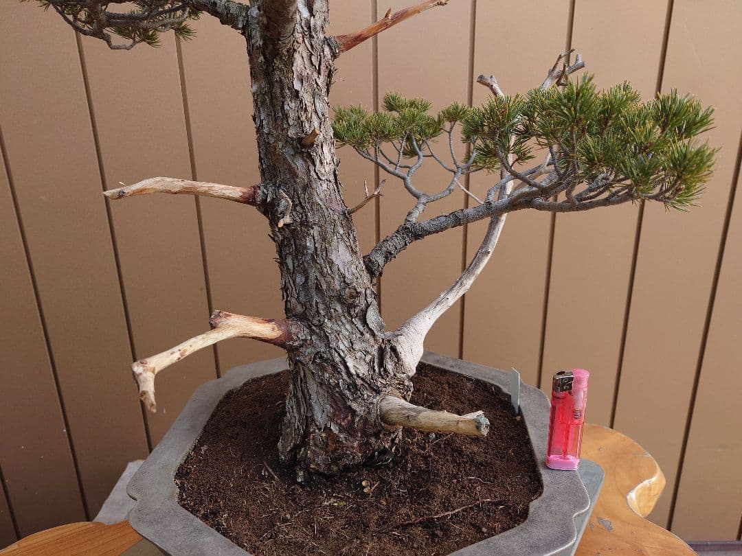 盆栽　瑞祥　五葉松　樹高69cm