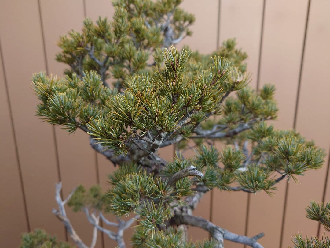 盆栽　瑞祥　五葉松　樹高69cm