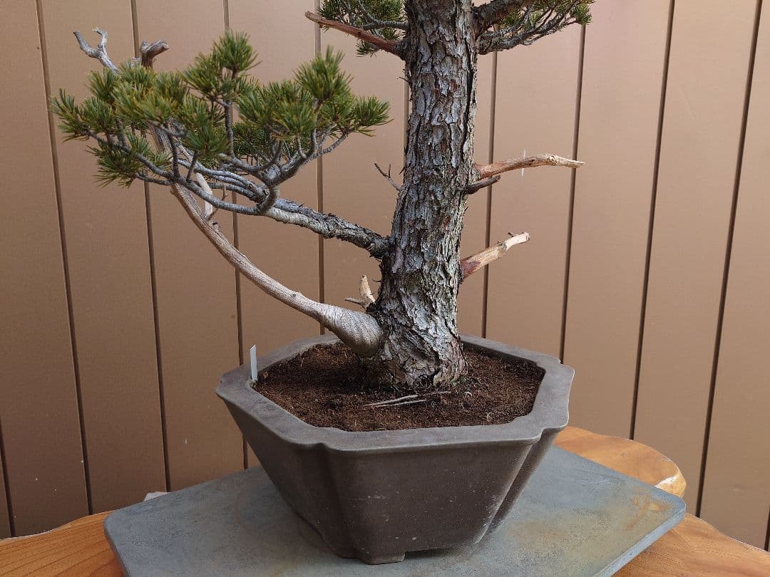 盆栽　瑞祥　五葉松　樹高69cm