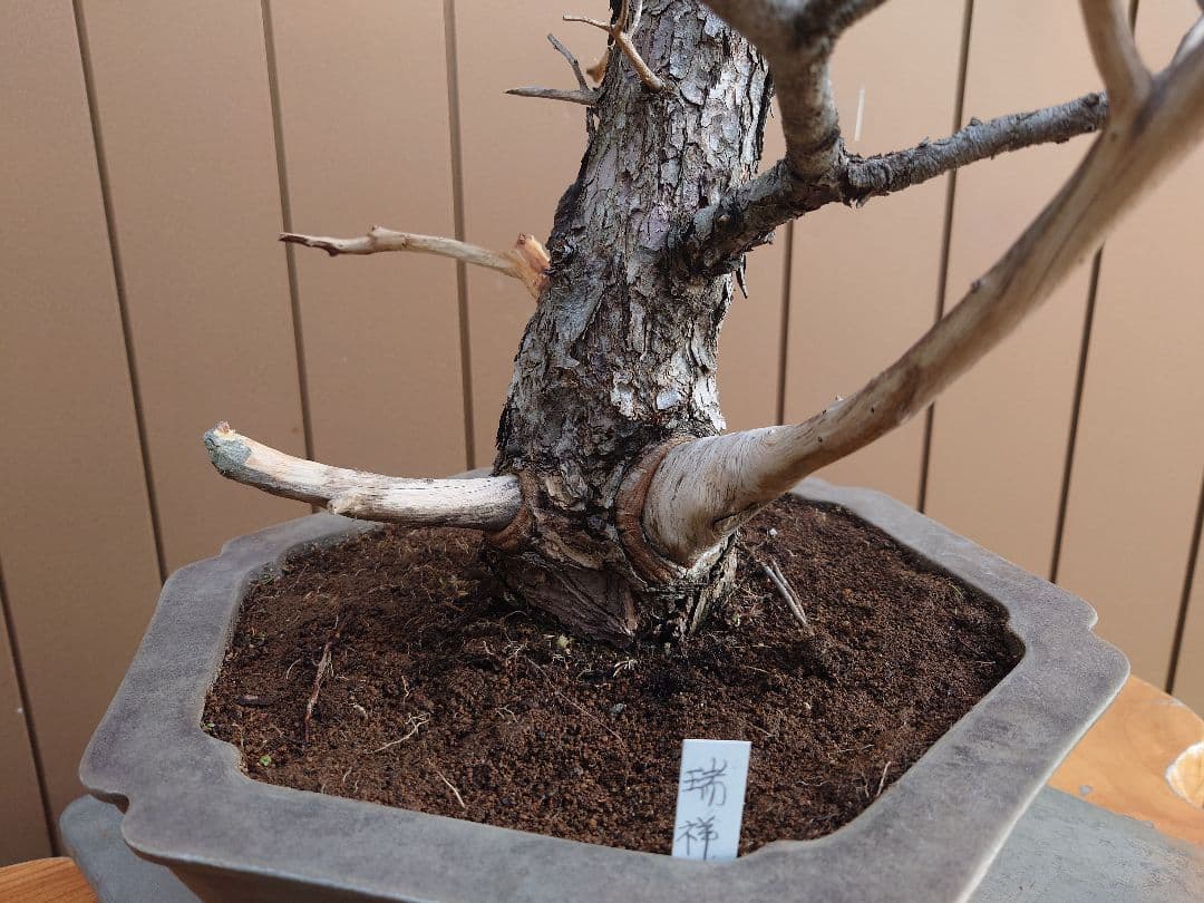 盆栽　瑞祥　五葉松　樹高69cm