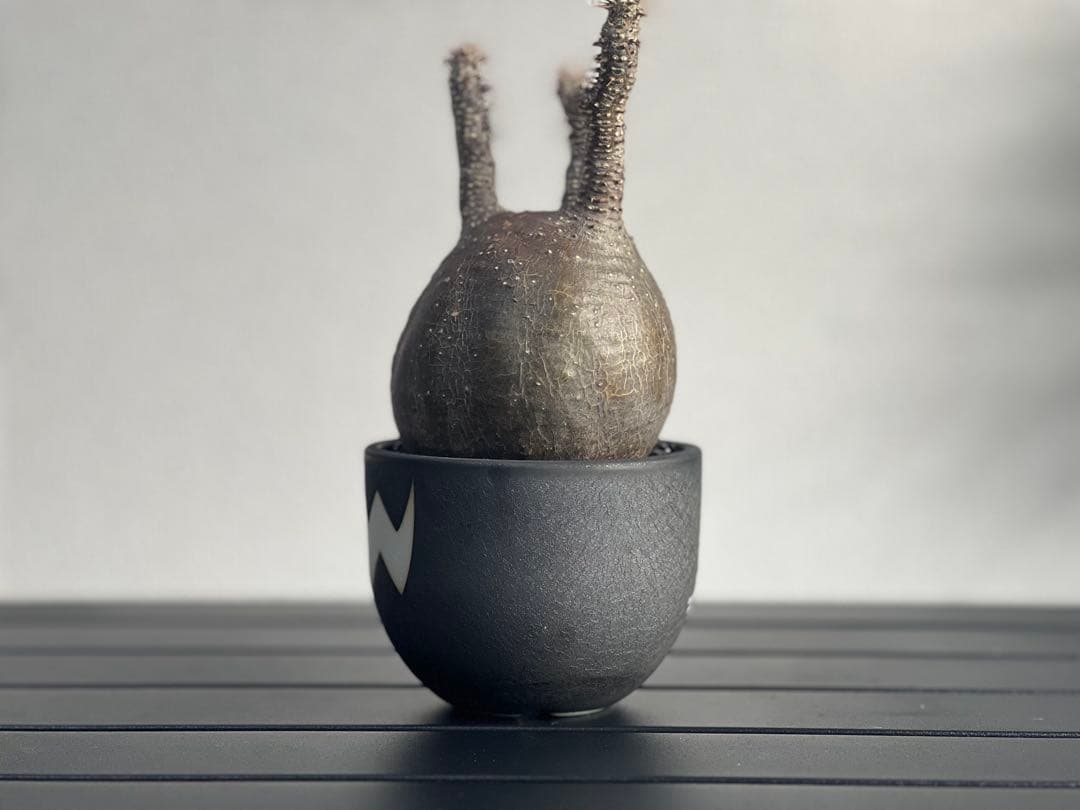 【休眠中】パキポディウム・グラキリス 現地球 VALIEM⑨