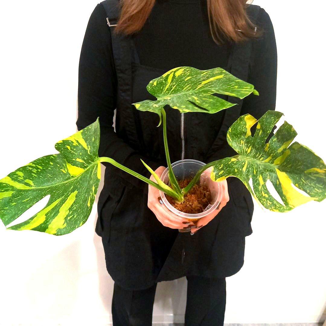 超絶希少 モンステラ デリシオーサ エレクトロライト