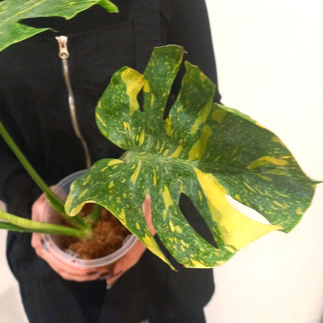 超絶希少 モンステラ デリシオーサ エレクトロライト