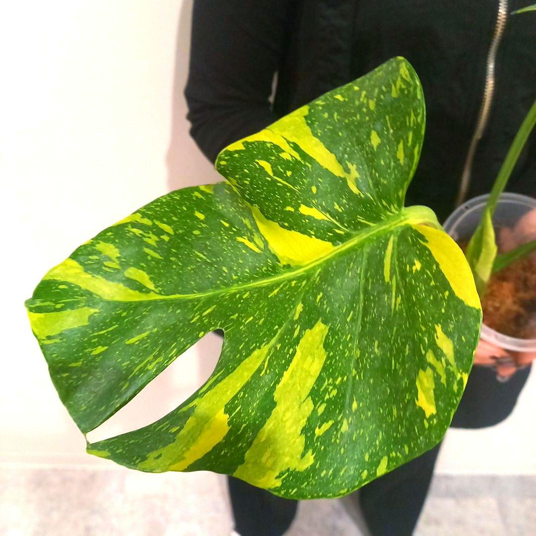 超絶希少 モンステラ デリシオーサ エレクトロライト